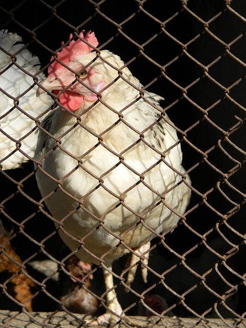 腿部力量提 腿部力量提